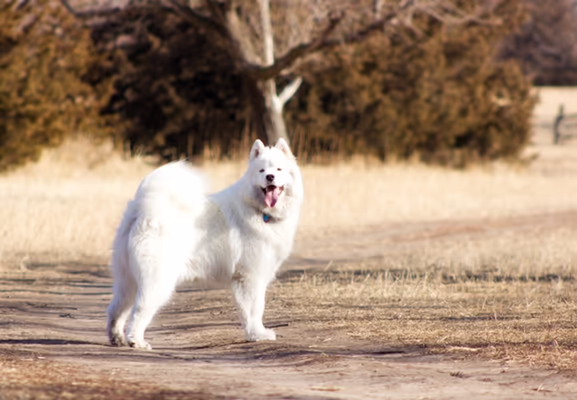 Roper East Dog Run photo 1